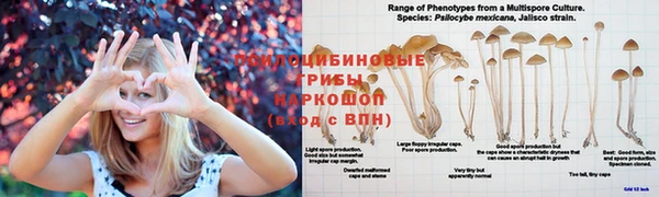 прущие крисы Армянск